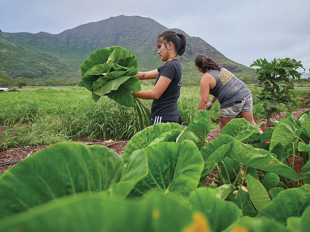 Sustainable Farming in Hawaii